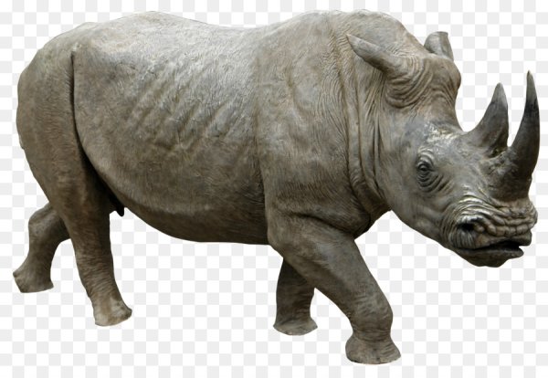 Носорог вектор