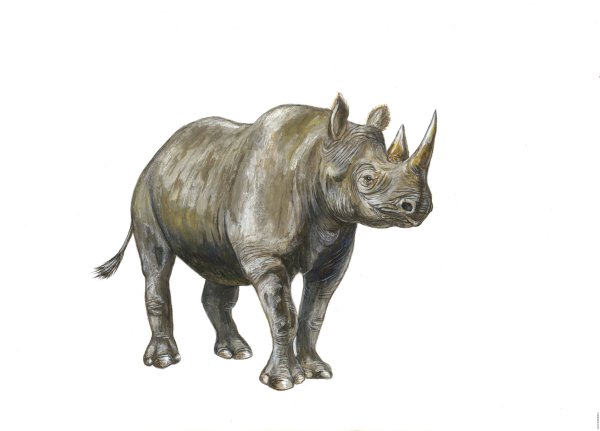 Носорог клипарт на прозрачном фоне