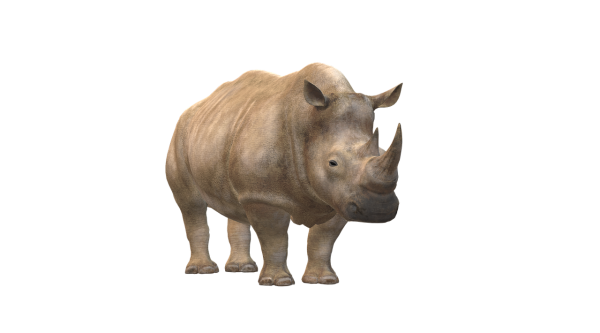 Носорог рисунок для детей клипарт