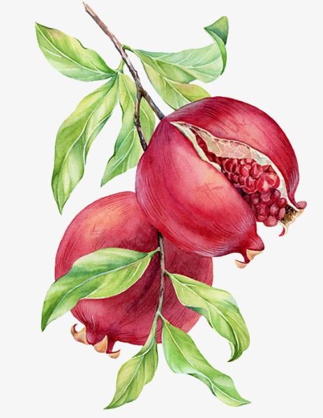 Ботаническая иллюстрация акварель гранат