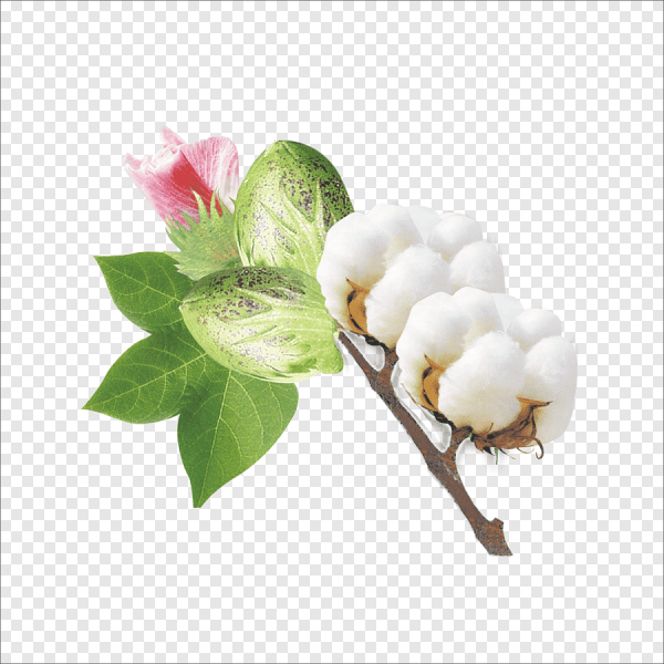 Хлопок без фона