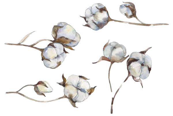 Хлопок иллюстрация