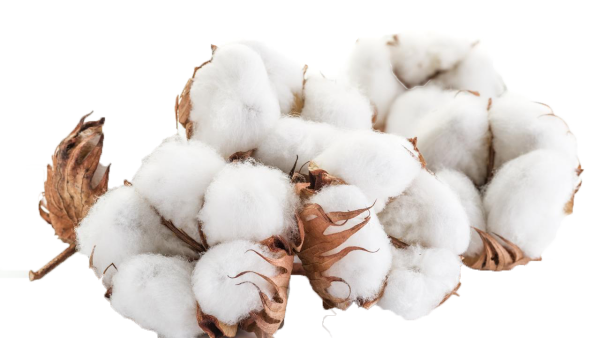 Ветка хлопка