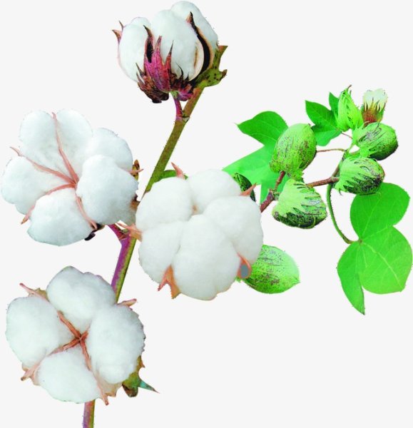 Хлопчатник для детей