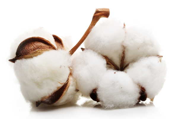 Хлопок на белом фоне