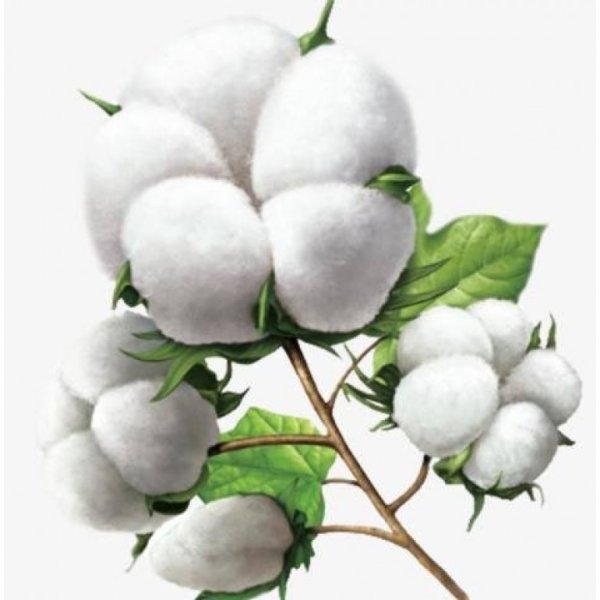 Хлопчатник для детей