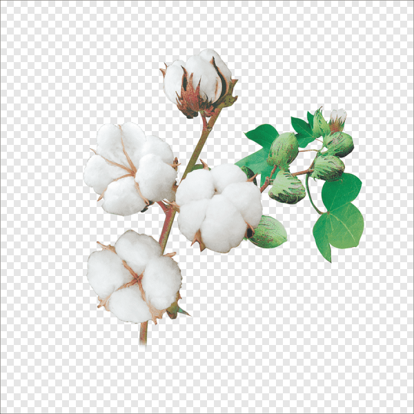 Хлопок без фона