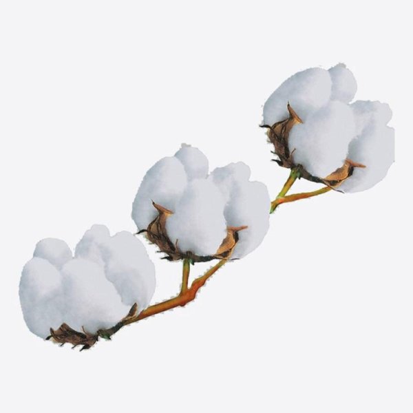 Хлопчатник обыкновенный