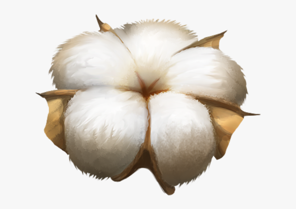 Хлопок на прозрачном фоне