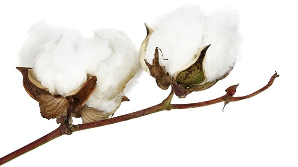 Хлопок растение