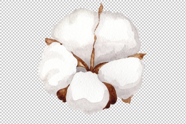 Хлопок растение на белом фоне
