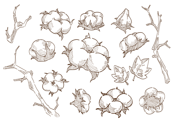 Стилизованный цветок хлопка