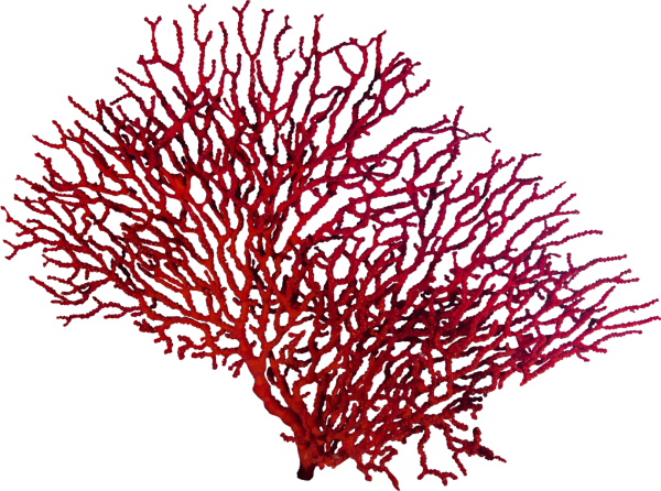 Кораллы на белом фоне