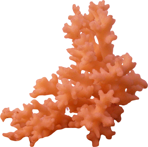 Кораллы на белом фоне