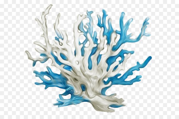 Кораллы без фона