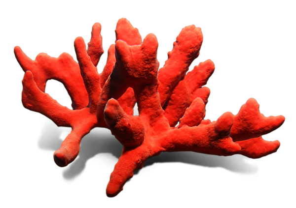 Кораллы без фона