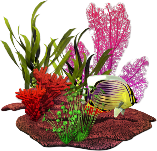 Морские водоросли на прозрачном фоне