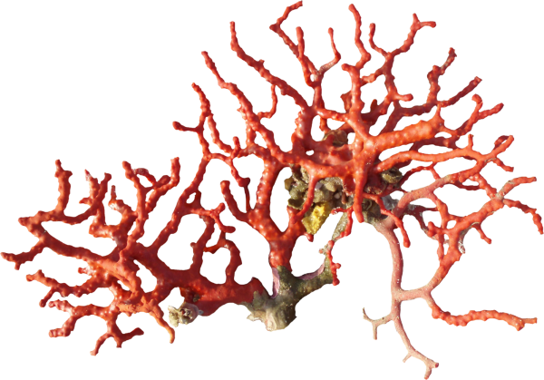 Кораллы без фона для фотошопа