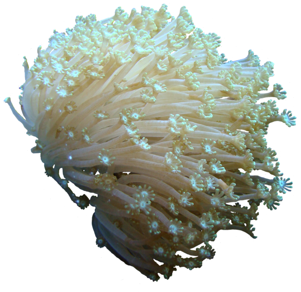 Кораллы на белом фоне