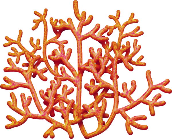 Кораллы на белом фоне