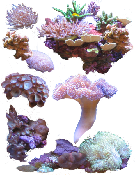 Кораллы на белом фоне