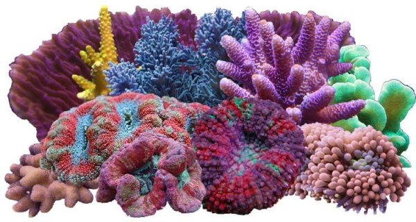 Кораллы для дошкольников