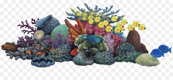 Коралловый риф на прозрачном фоне