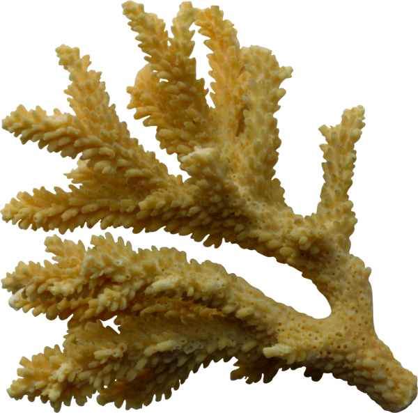 Кораллы на белом фоне