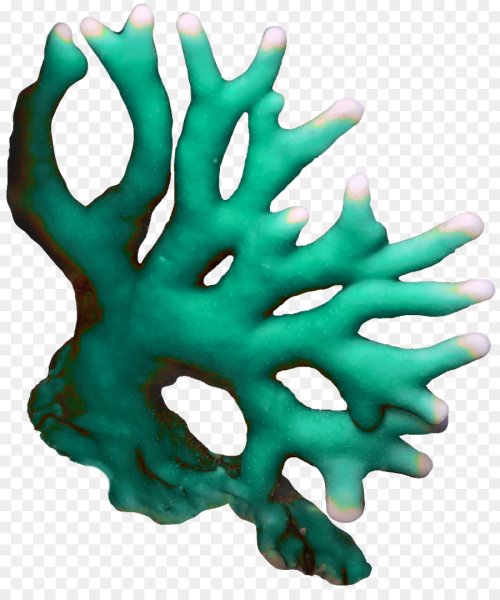 Кораллы для дошкольников