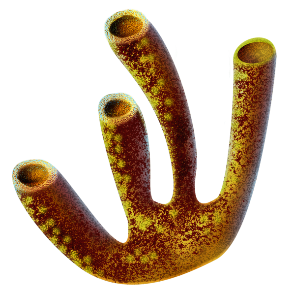 Кораллы без фона