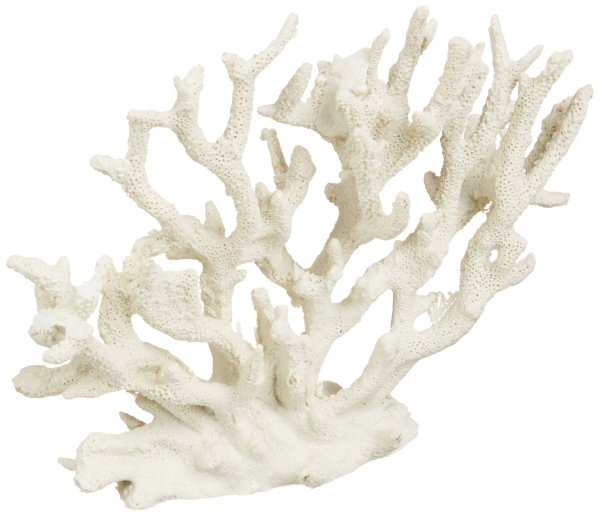 Кораллы на белом фоне