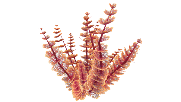 Морские водоросли на прозрачном фоне