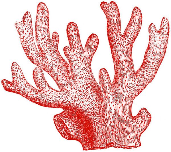 Кораллы для рисования