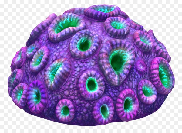 Морской мозг