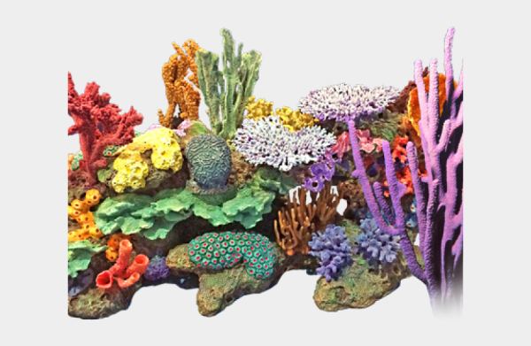 Морские кораллы на белом фоне