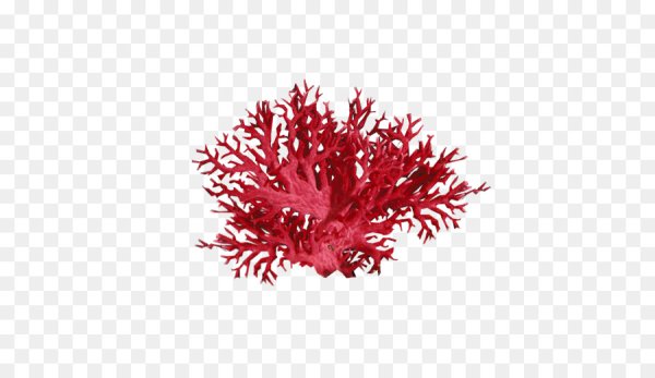 Кораллы без фона