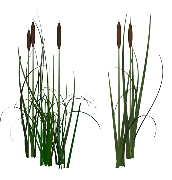 Тростник на белом фоне