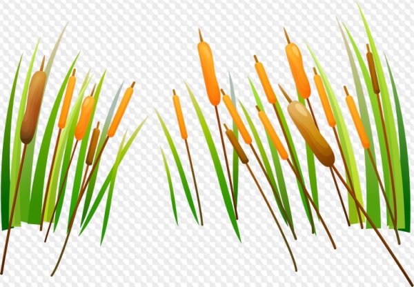 Векторный камыш