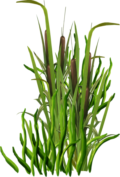 Камыш на белом фоне