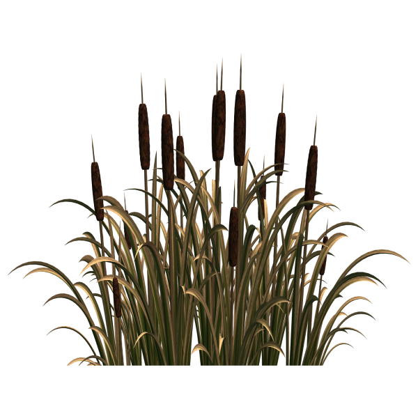 Куст камыша