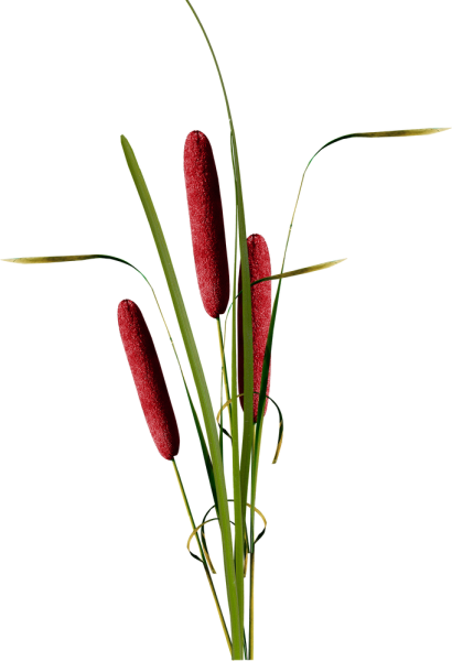 Камыш на белом фоне