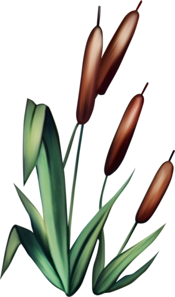 Камыш для детей