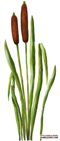 Камыши мультяшные