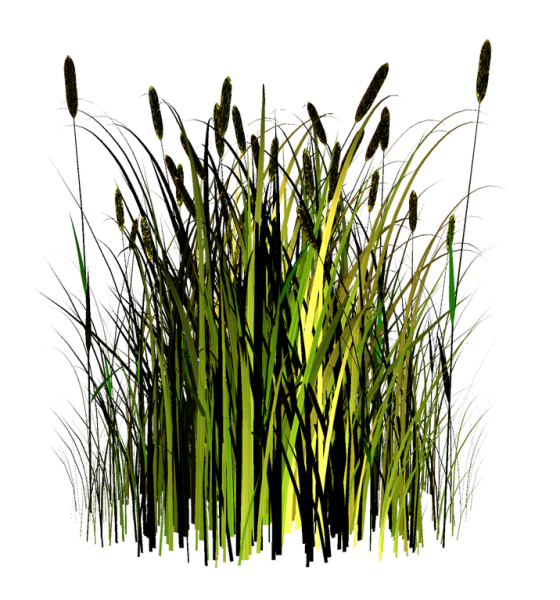 Камыш на белом фоне