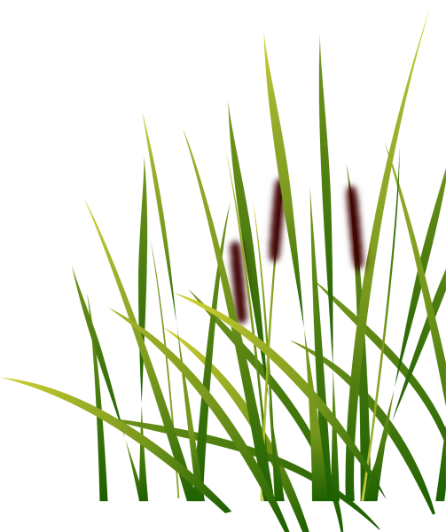 Камыш на белом фоне