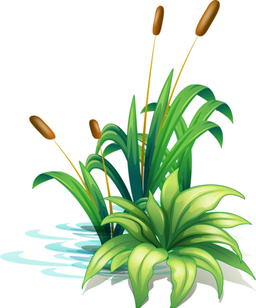 Камыш для детей