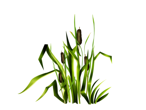 Камыш на белом фоне