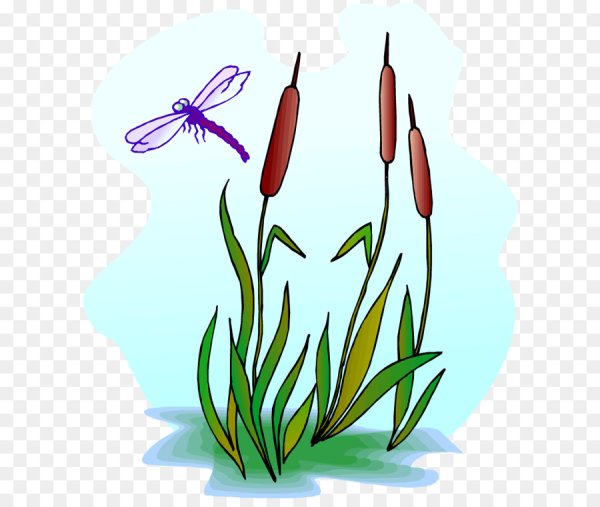 Камыш рисунок