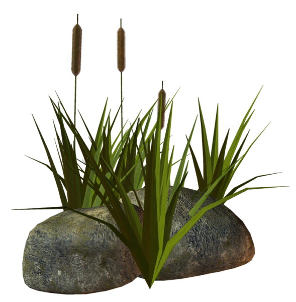 Камыш на белом фоне