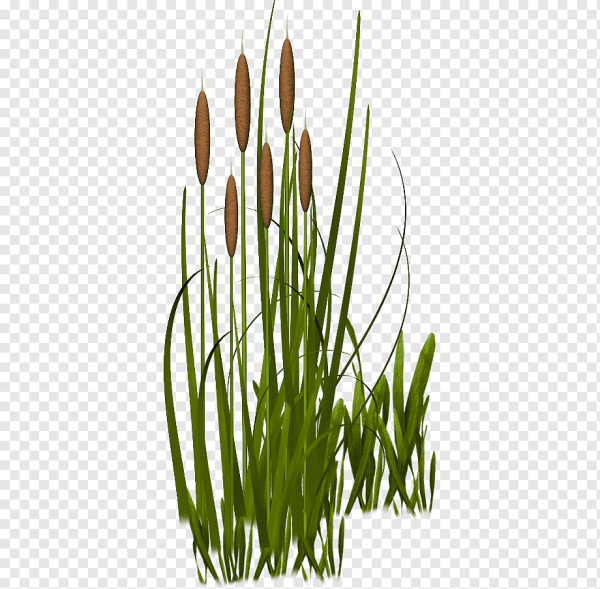 Камыш на прозрачном фоне